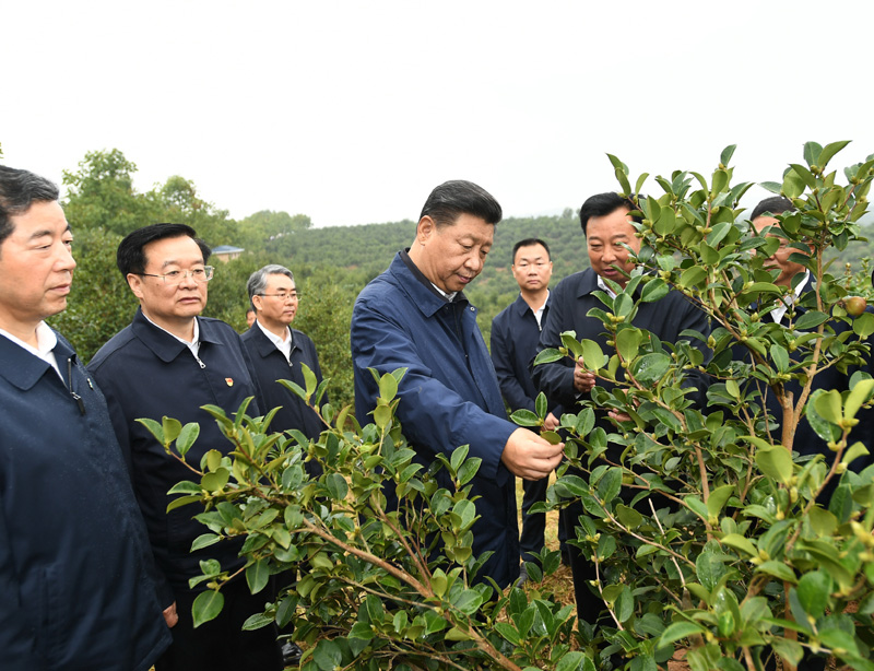 　　9月16日至18日，中共中央總書記、國家主席、中央軍委主席習(xí)近平在河南考察。這是17日上午，習(xí)近平來到信陽市光山縣槐店鄉(xiāng)司馬光油茶園，實地察看油茶樹種植和掛果情況。新華社記者 謝環(huán)馳 攝